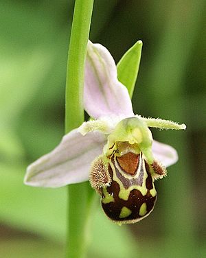 Archivo:Ophrys apifera flower1