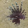 Pez león colorado (Pterois volitans), Anilao, Filipinas, 2023-08-21, DD 140
