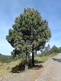 Archivo:Pinus hartwegii (pino de las alturas)