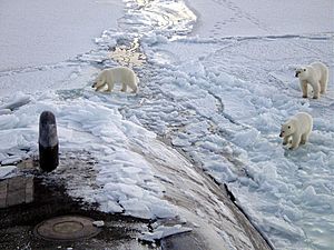 Archivo:Polar bears near north pole