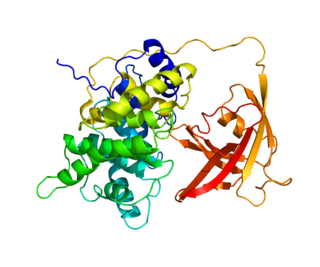 Protein GIF PDB 2CKT.png