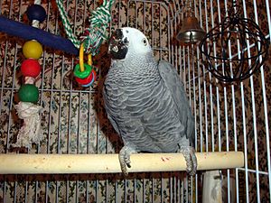 Archivo:Psittacus erithacus -on wooden perch in cage-6b