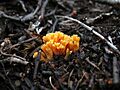 Ramaria flava