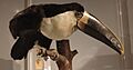 Ramphastos tucanus at the Beaty Biodiversity Museum