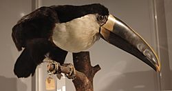 Archivo:Ramphastos tucanus at the Beaty Biodiversity Museum