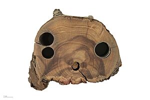 Archivo:Rhizophora mangle MHNT.BOT.2025.31.7
