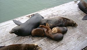 Archivo:Sea lion family