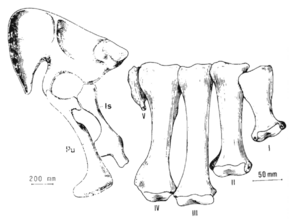 Archivo:Segnosaurus holotype
