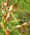 Sorghum halepense-flowers