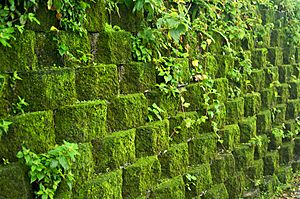 Archivo:Taiwan 2009 JinGuaShi Historic Gold Mine Moss Covered Retaining Wall FRD 8940