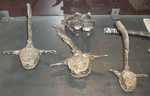 Archivo:Telmatosaurus transsylvanicus vertebrae