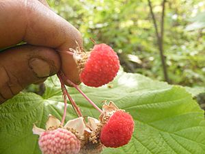 Archivo:Thimbleberry (Rubus parviflorus) -- fruits