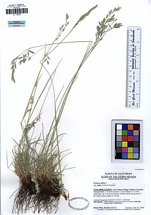 Archivo:UC1755349 Festuca rubra ssp. fallax (5544111649)