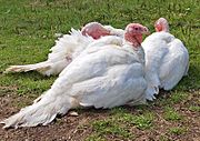 Archivo:White turkeys