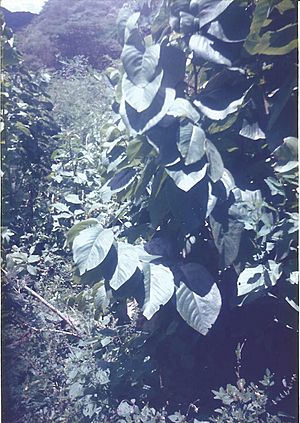 Archivo:Wild cherimoya plant Vilcabamba Ecuador