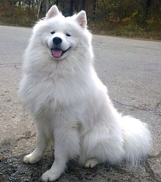 11.10.2015 Samoyed (cropped).jpg