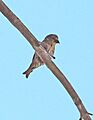 965.5 - CASSIA CROSSBILL (6-30-2018) trail n-w from upper penstamon c g, cassia co, id -08 male (28376907097)