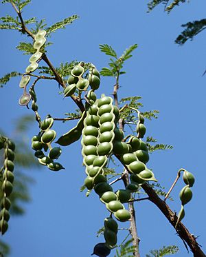 Archivo:Acacia nilotica, peule, a, Uniegeboutuine