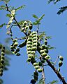 Acacia nilotica, peule, a, Uniegeboutuine