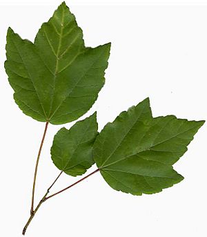Archivo:Acer rubrum