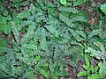 Adiantum pedatum (homeredwardprice) 001