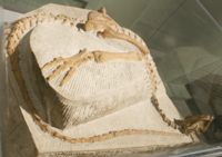 Archivo:Agilisaurus fossil Bishop03