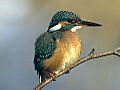 Alcedo atthis 1 tb