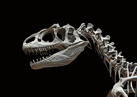Archivo:Allosaurus fragilis moulage MNHN paleontologie 1