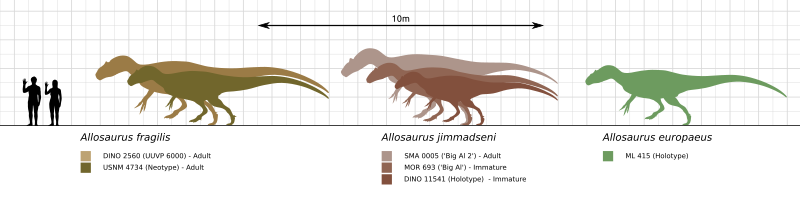 Archivo Allosaurus Size Comparison