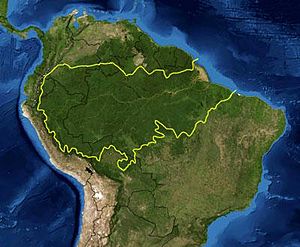 Archivo:Amazon rainforest