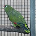 Amazona tucumana -Loro Parque -Spain-8a-4cr