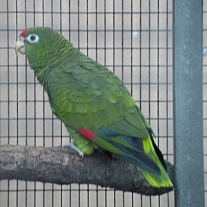 Archivo:Amazona tucumana -Loro Parque -Spain-8a-4cr