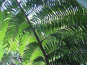 Archivo:Angiopteris evecta0