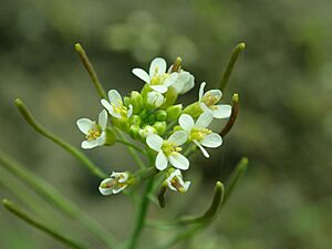 Archivo:Arabidopsis thaliana 2019-04-27 2236