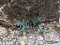 Argyrochosma microphylla in crevice