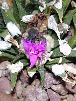 Ariocarpus agavoides.jpg