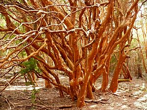 Archivo:Arrayan luma apiculata