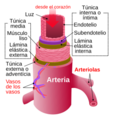 Arteria