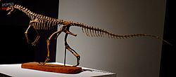 Asilisaurus kongwe.jpg