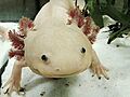 AxolotlBE
