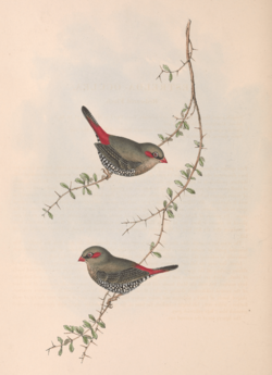Birds of Australia Gould vol 3 plate 79.png