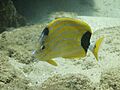 Bluestripe Butterflyfish