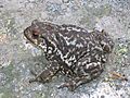 Bufo bufo spinosus