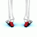 Calcaneus animation01