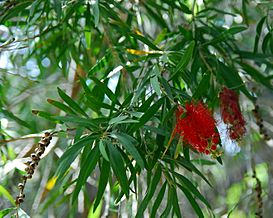Callistemon viminalis La Gomera.jpg