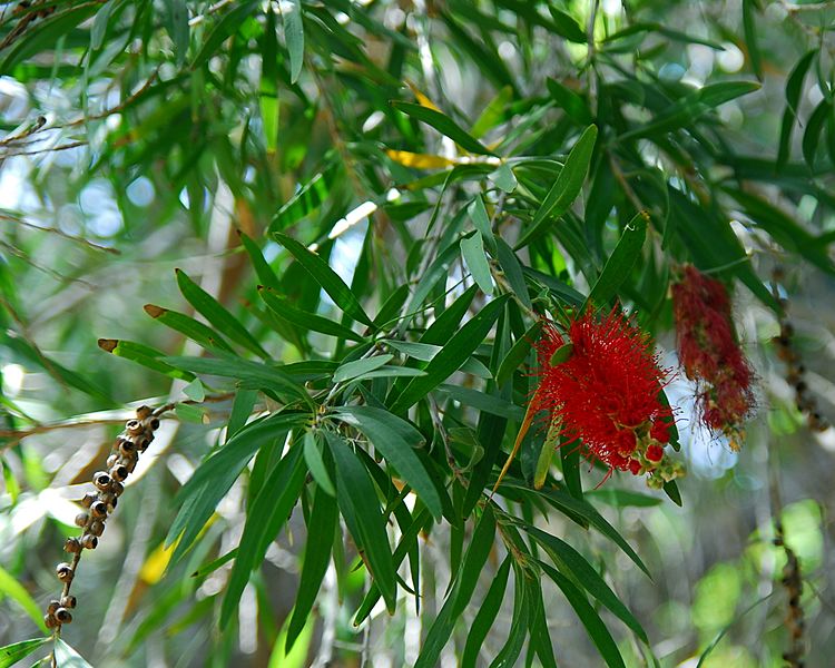 Callistemon viminalis La Gomera