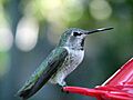 Calypte anna (female)