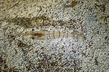Camarón de charco (Palaemon elegans), Anchor Bay, Malta, Malta, 2021-08-24, DD 02