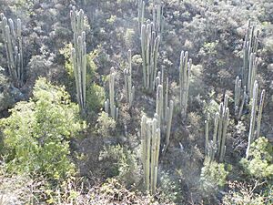 Archivo:Cephalocereus senilis (5777119750)