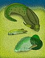 Chuchinolepis and friends